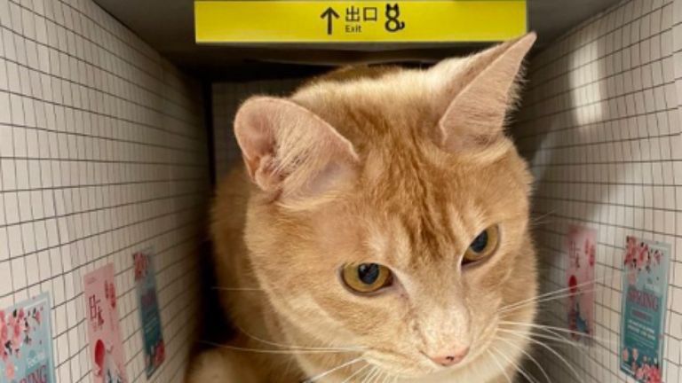 箱の中にいる猫