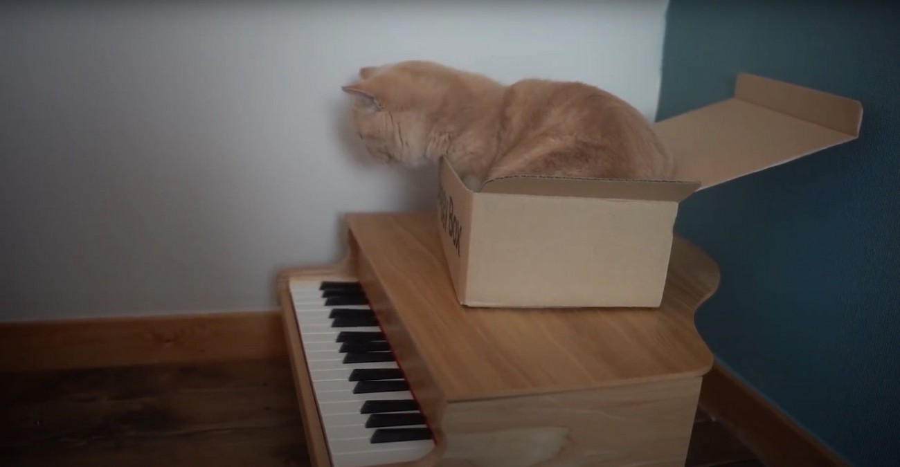 ダンボールに入る猫