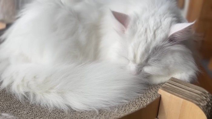 寝ているシロちゃん