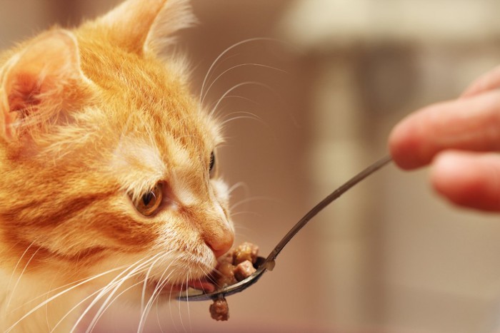 スプーンで食事をする猫