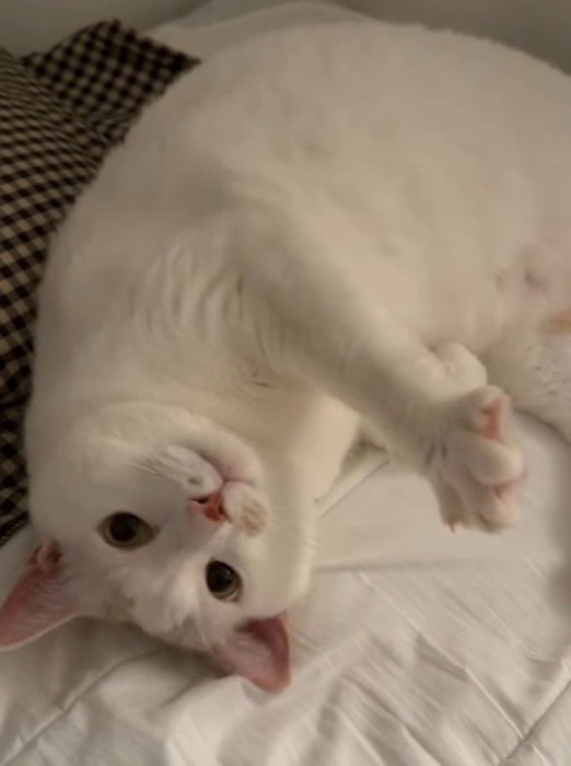 寝転がった体勢で飼い主を見つめる猫