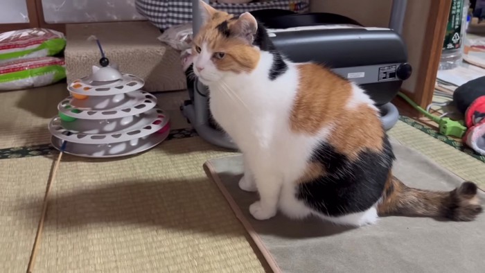 きちんと座る猫