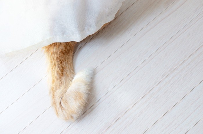 猫の尻尾