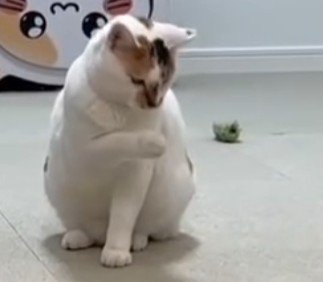 右手をあげたままの猫（アップ）