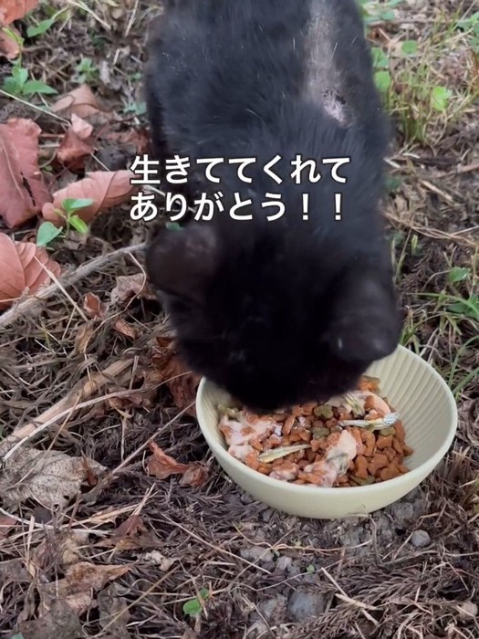 器に入ったごはんを食べる猫