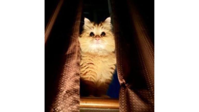 暗い部屋にいる猫