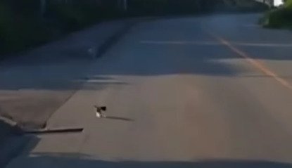 道路に出る子猫