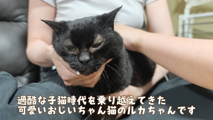 人の手に顔を乗せる猫