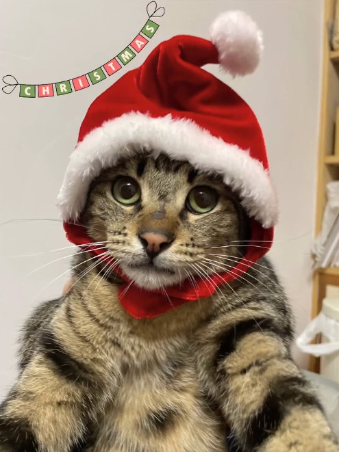 クリスマスの帽子を被った猫