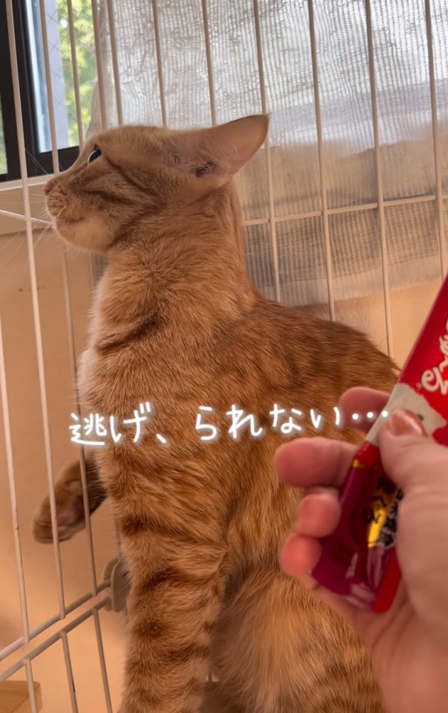 逃げようとする猫