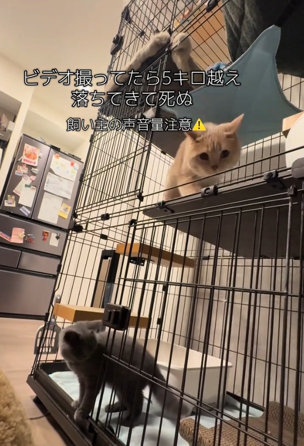 寄ってくる桐くん