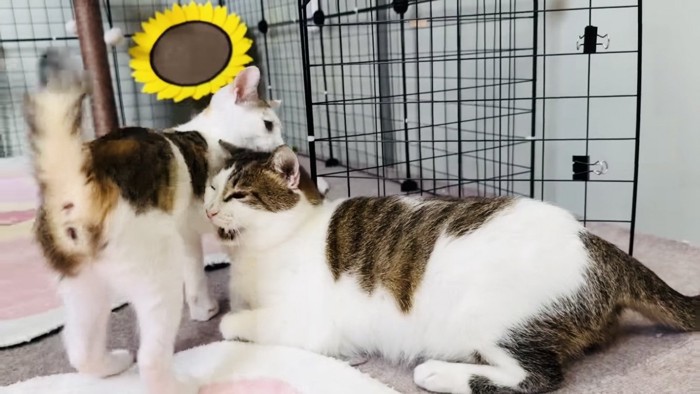 保護猫に甘える子猫