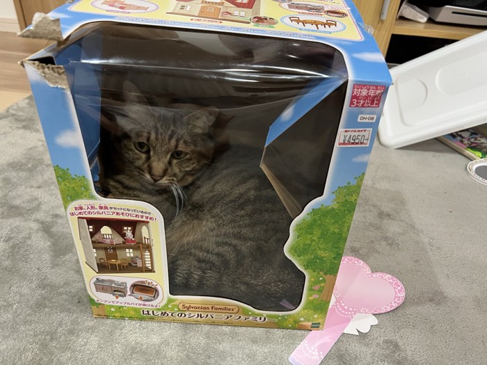 おもちゃの箱の小窓から覗く猫の姿