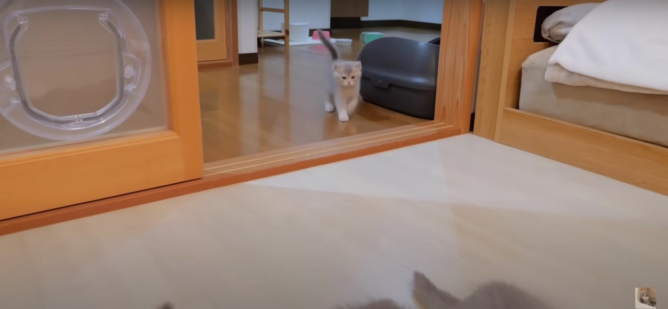 走っている子猫