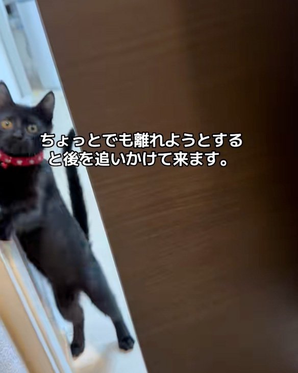立つ猫