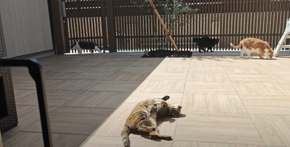 寝転がる猫、奥に3匹の猫