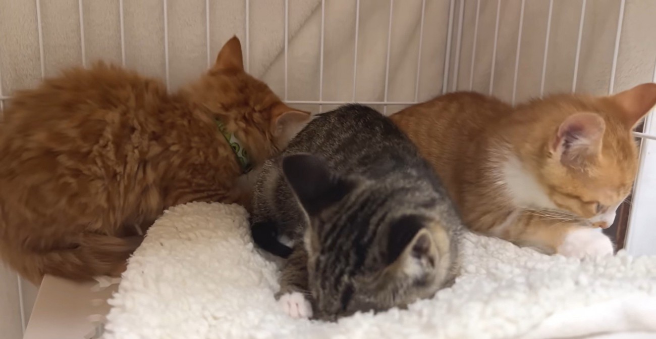 ケージの中にいる3匹の子猫