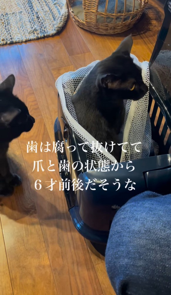 キャリーから顔を出す猫とそれを見ている猫