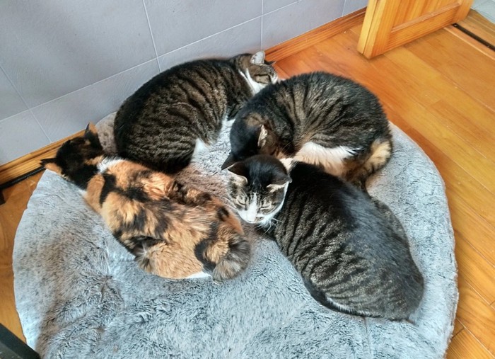 集まって眠る猫