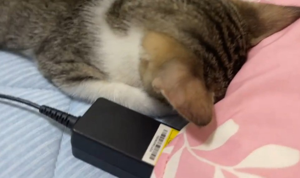 ごめん寝をしている猫のドアップ