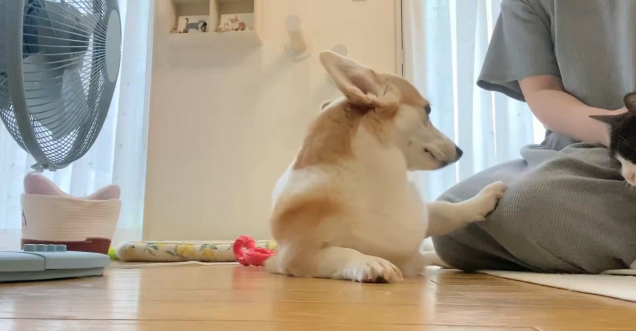 なでられる猫と犬