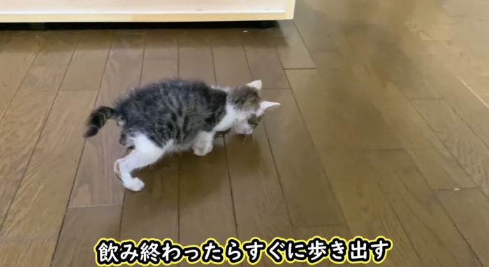 再び歩き出す子猫