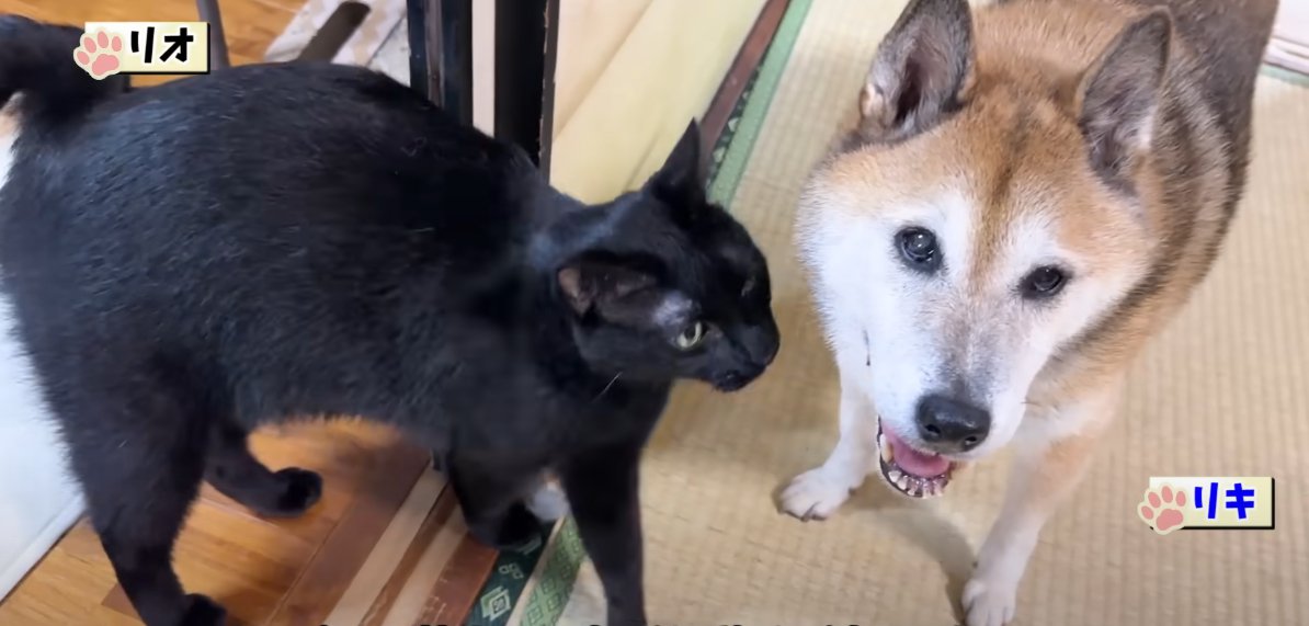 柴犬と黒猫