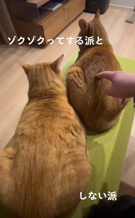 右側の猫の背中をつつく