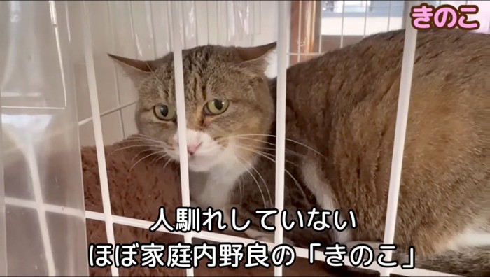 ケージの中に入っているキジ白猫