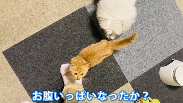 仔猫のお尻を嗅ぐビションフリーゼ