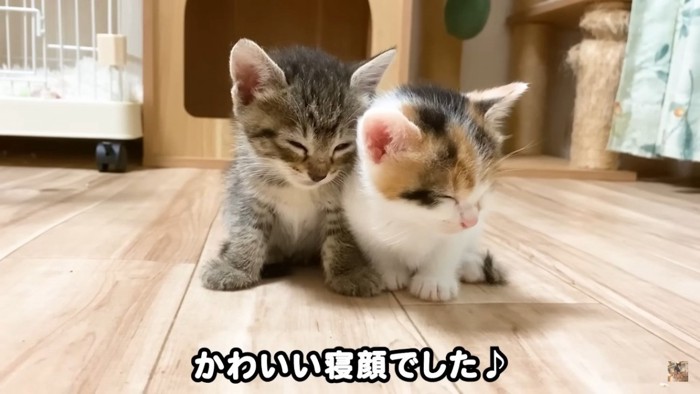 寄り添って寝る2匹の子猫