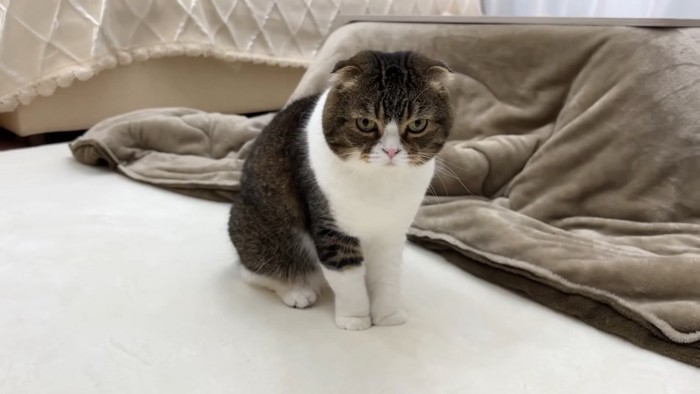 心配そうなぽこ太郎くん