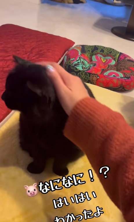 飼い主になでられている黒猫