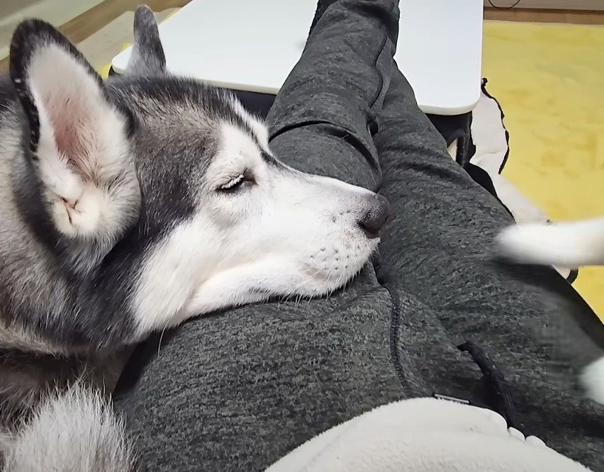 寝る犬と猫の手足