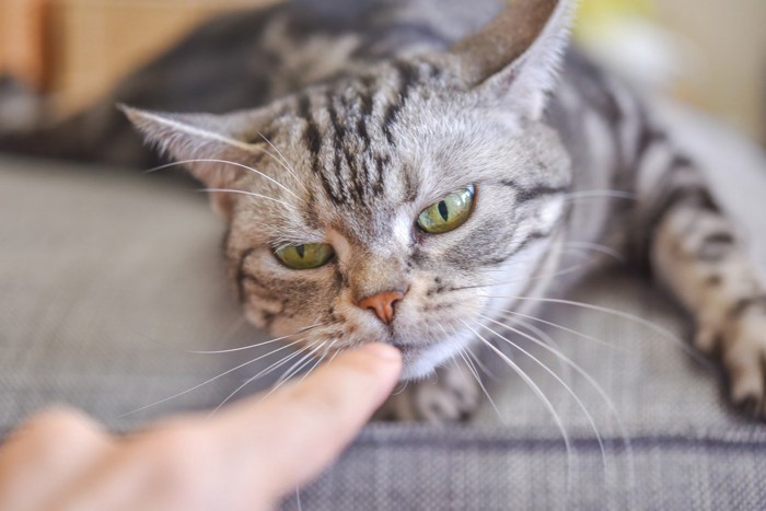 指のニオイを嗅ぐ猫