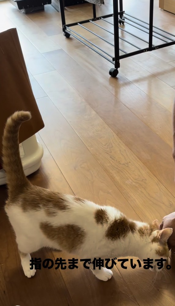 人の手にスリスリする猫の写真