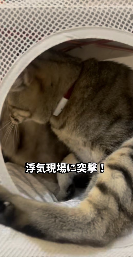 飼い主に気付いて慌てる2匹の保護猫
