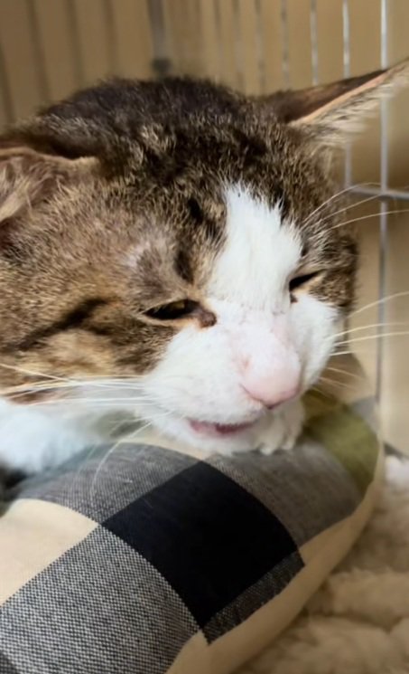 ケージの中で鳴いている猫