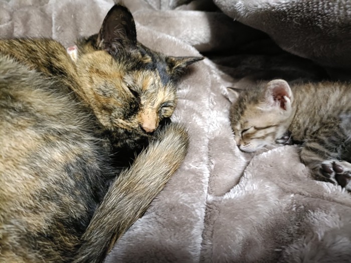 寝ている成猫と子猫