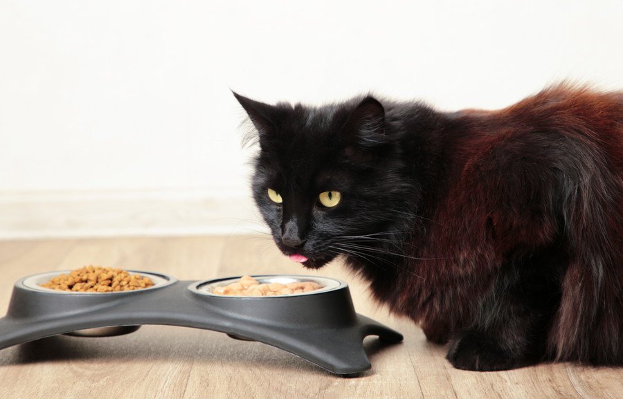 餌を食べる黒猫