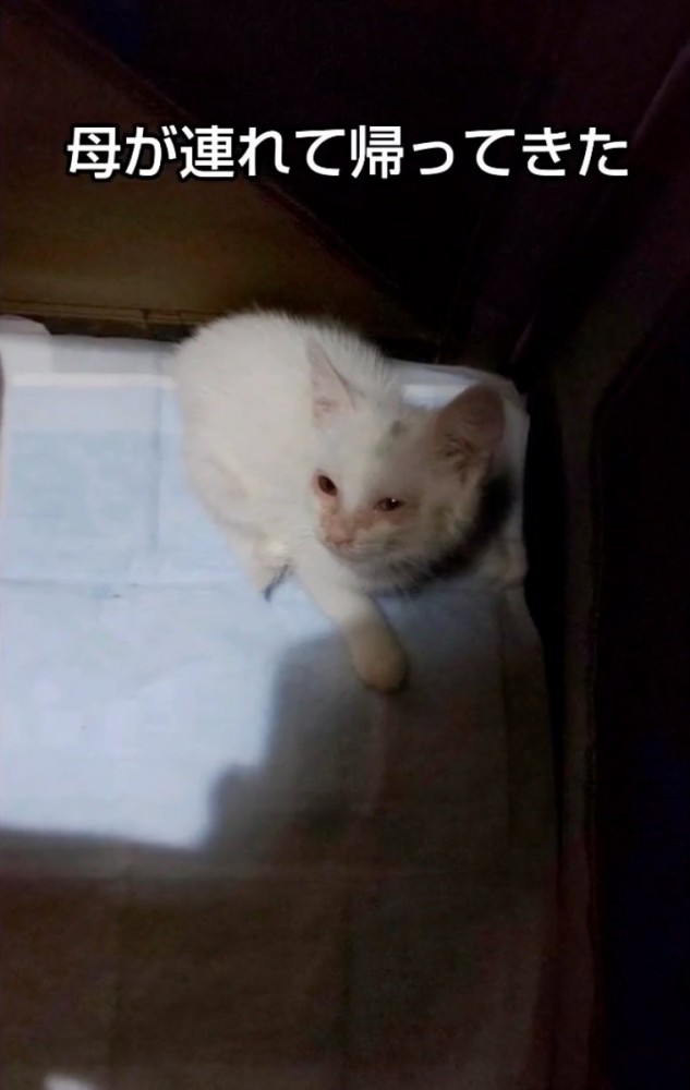 お家にやってきた子猫