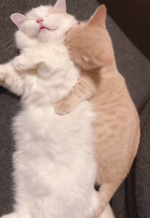 毛づくろい中の2匹の猫