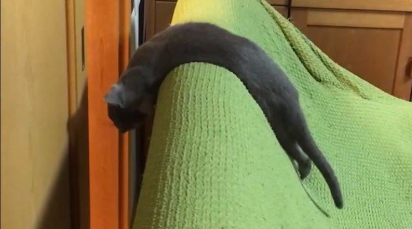 ソファの上の猫