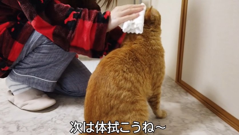 体を拭かれる猫