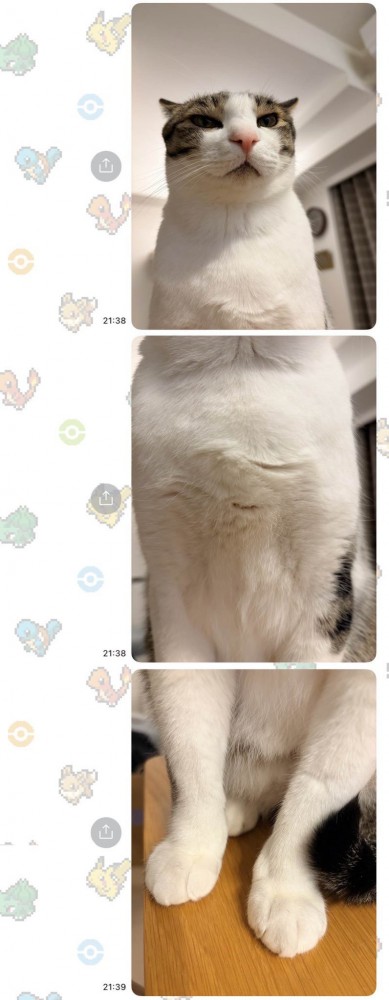 3分割した猫の写真を縦に並べてスクショした画面