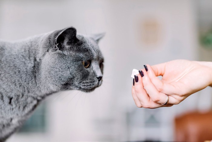 おやつを見つめるグレイ猫