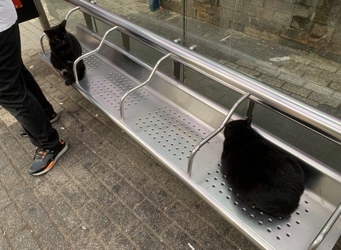 ベンチに座る黒猫