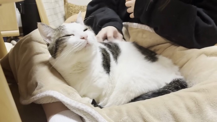 背中を撫でてもらう猫ちゃん（お顔が左向き）