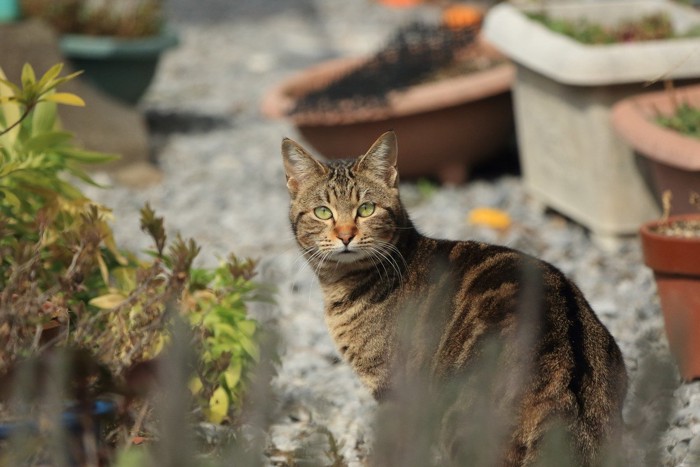野外で活動する猫