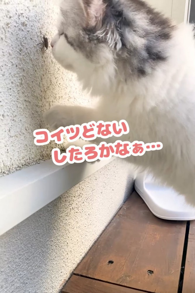 虫に顔を近づける猫